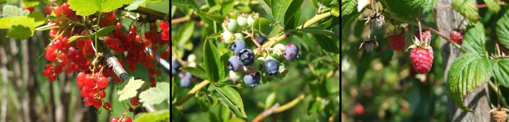 Gardenside Acres fresh fruit for camping breakfasts